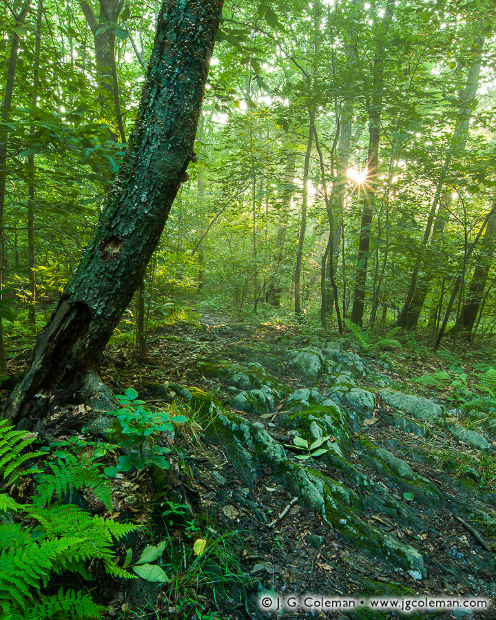 Woodland Remembrance (Alice Newton Street Memorial Park, Woodbridge, Connecticut)