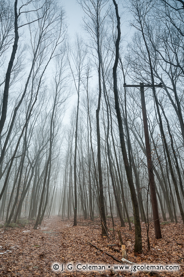 A Ghost in the Woodlands (Old telephone poles for the Nike BR-04 Missile Site, Ansonia Nature Center, Ansonia, Connecticut)