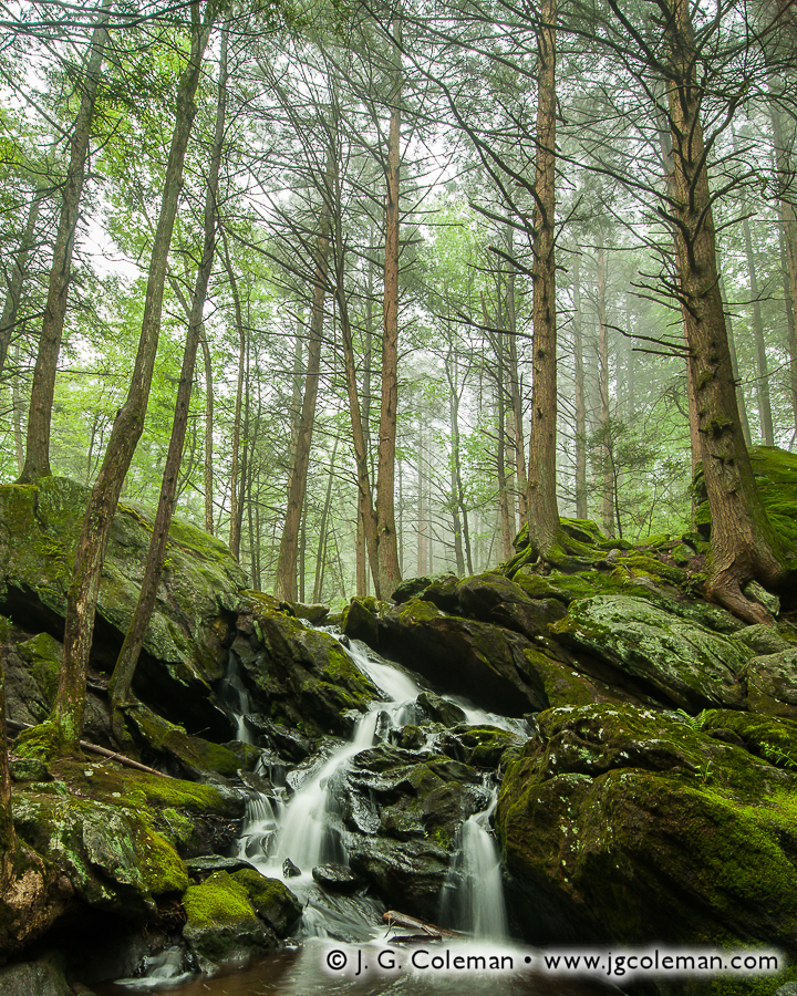 Hymn of the Hemlocks (Hancock Brook, Buttermilk Falls Preserve, Plymouth, CT)