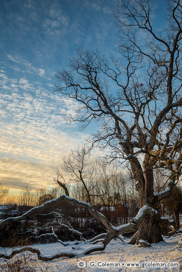 Winter Primeval (Granby Oak, Granby, Connecticut)