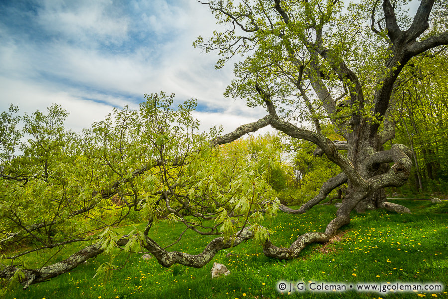 Spring Primeval (Granby Oak, Granby, Connecticut)