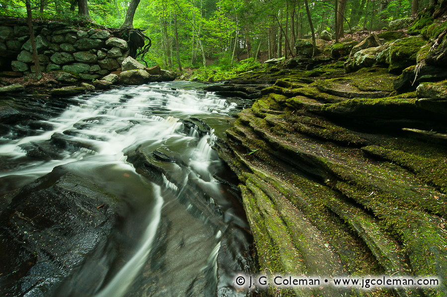 Grayville Everlasting (Grayville Falls, Hebron, Connecticut)