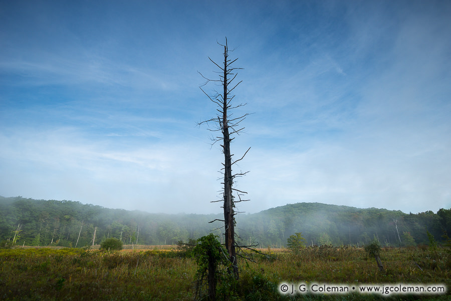 Hermit (Great Mountain Forest, Norfolk, Connecticut)