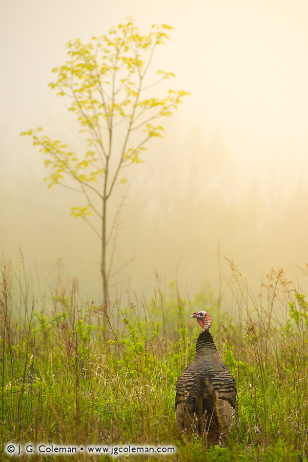 Náham (Wild turkey in meadow, Harwinton, Connecticut)