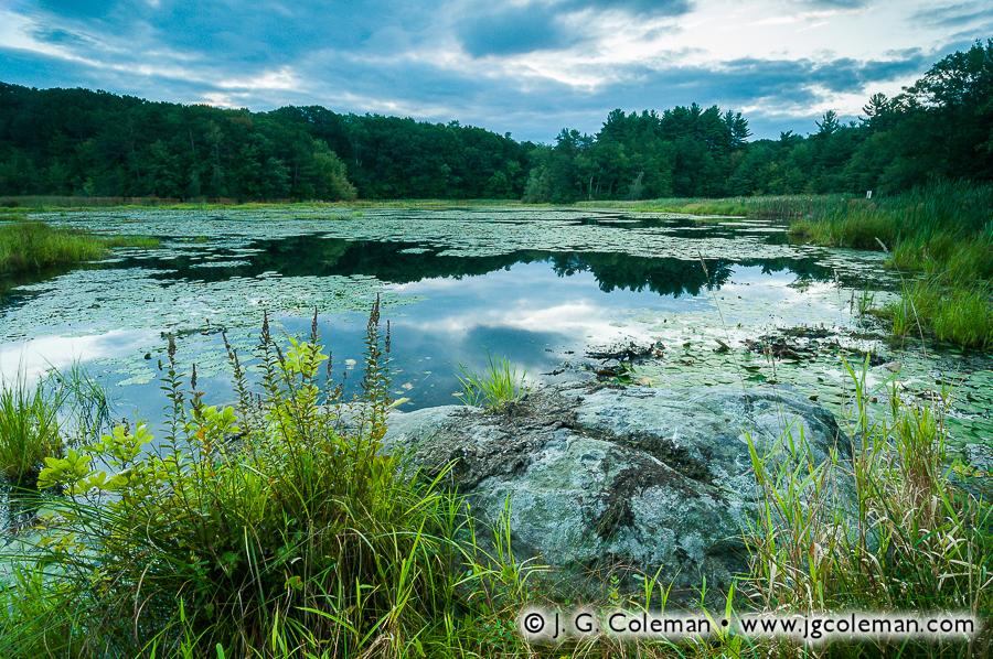 Juniper Hill Pondside (Sperry Pond, Juniper Hill Preserve, Middlebury, CT)"