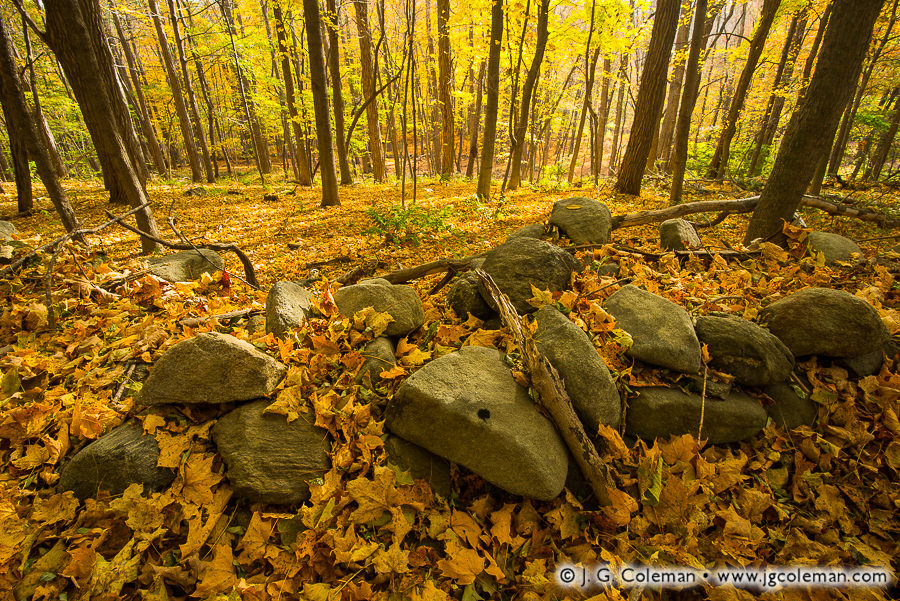 Sylvan Divine (Fieldstone wall in forest during autumn, Litchfield, Connecticut)