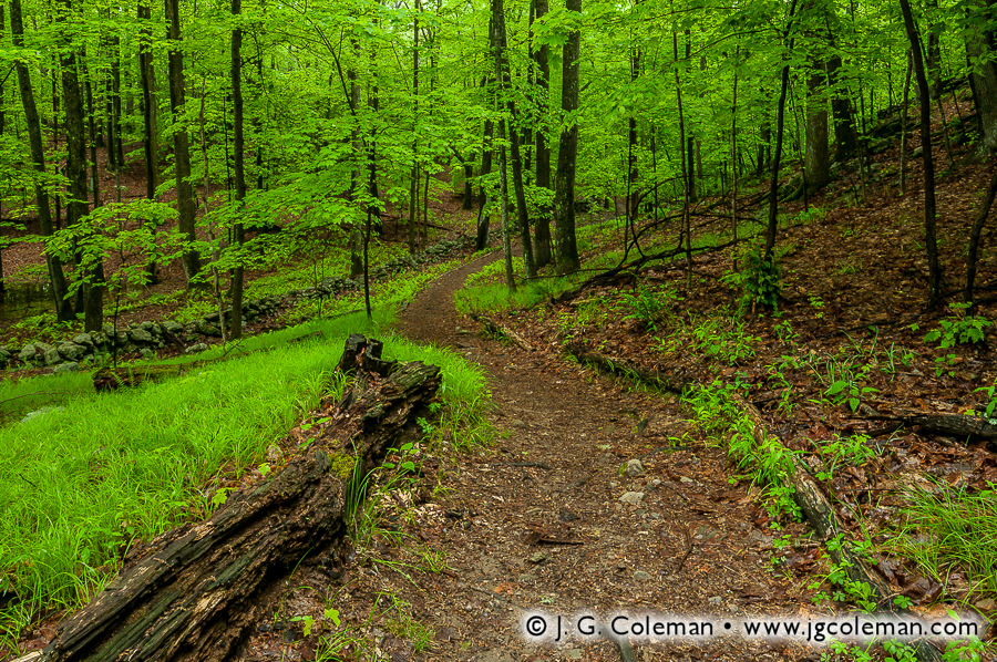 Winding Like the River (Mianus River Gorge Preserve, Bedford, New York)