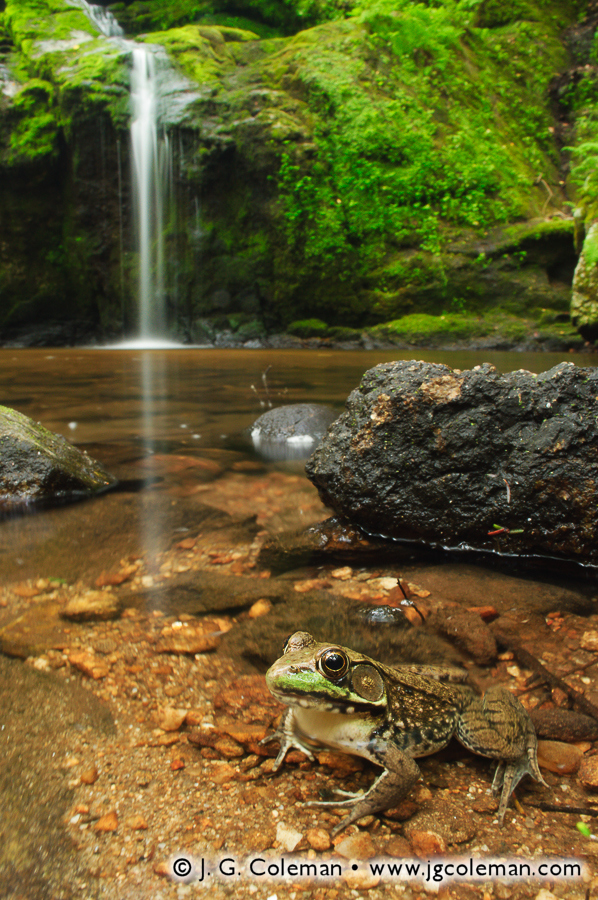Life on the Nonnewaug (Nonnewaug Falls Open Space, Woodbury, CT)