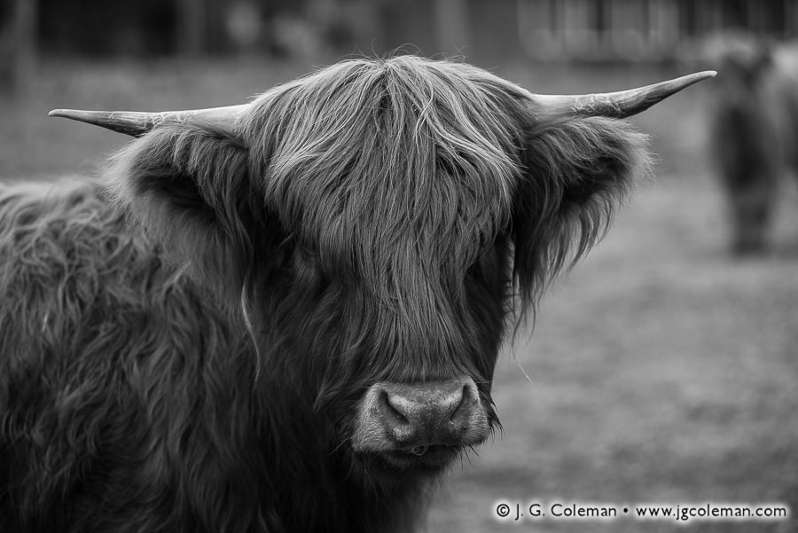 Highland Cow (Roxbury, Connecticut)
