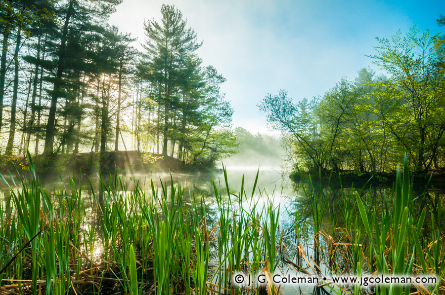 Woodtick Majesty (Scovill Reservoir, Wolcott, CT)