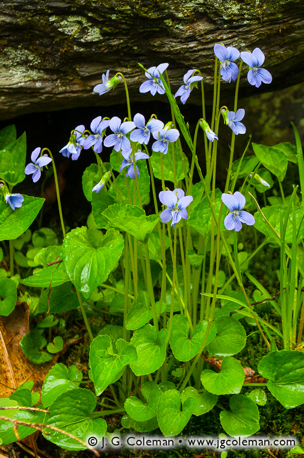 Woodland Violets (Sperry Falls on Sargent River, Sperry Park, Woodbridge, CT)