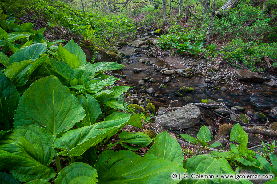 Tierney Springtime (Jack's Brook at Brian E. Tierney Preserve, Roxbury, Connecticut)