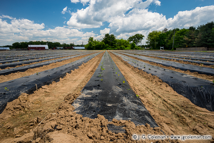 Yankee Farmlands № 66 (Bloomfield, Connecticut)