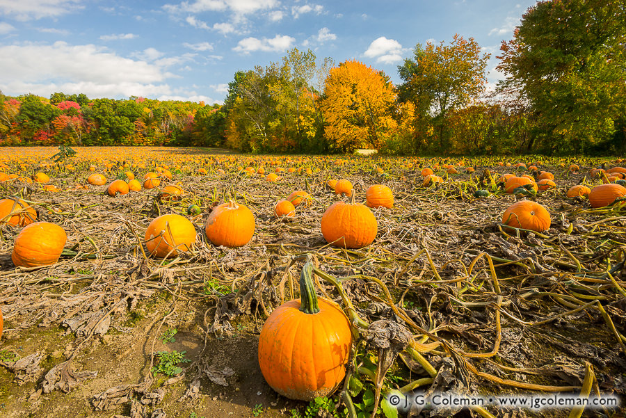 "Yankee Farmlands № 88" (Pumpkin patch in Enfield, Connecticut)
