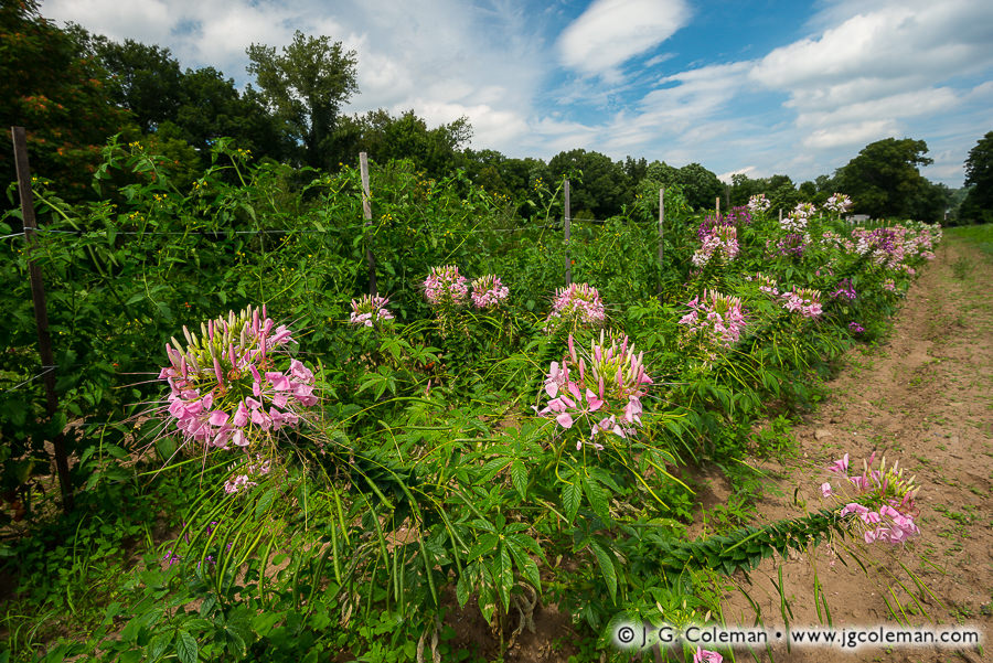 Yankee Farmlands № 83 (Field of decorative flowers, Simsbury, Connecticut)
