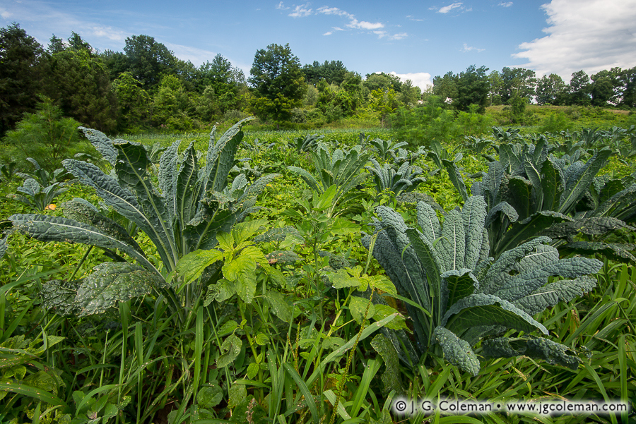Yankee Farmlands № 32 (Farm field with kale, Granby, Connecticut)