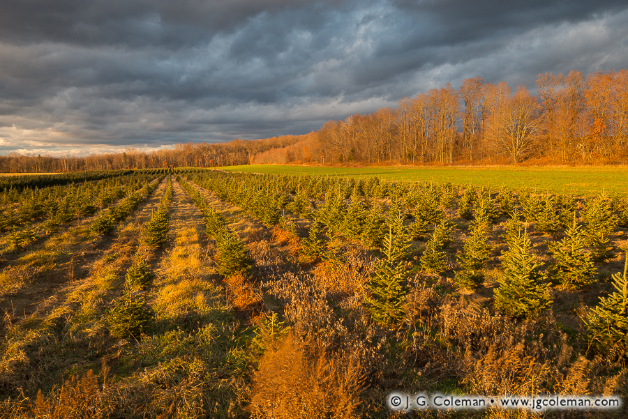 Yankee Farmlands № 45 (Christmas tree farm, Ellington, Connecticut)