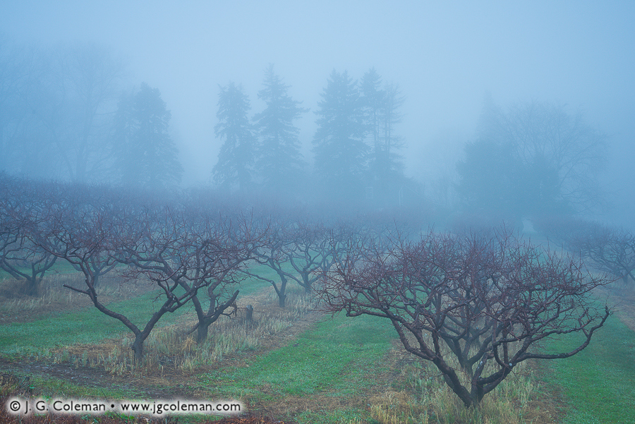 Yankee Farmlands № 46 (Peach orchard, Southington, Connecticut)