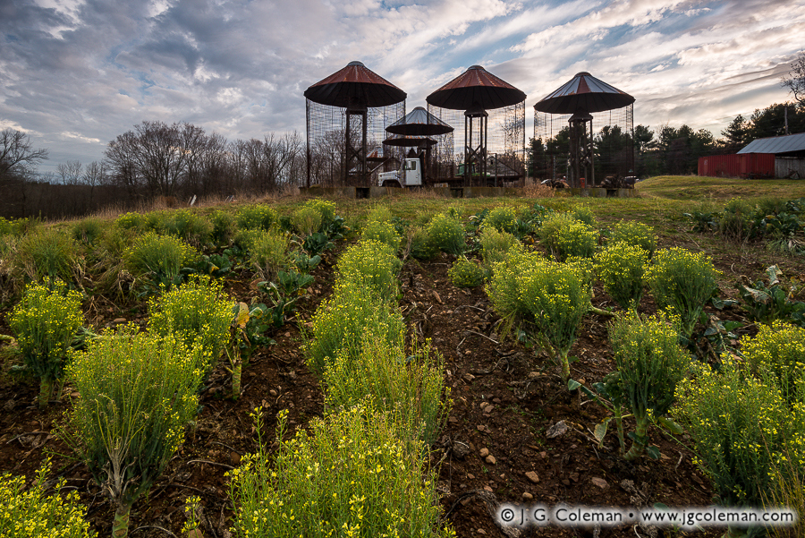 Yankee Farmlands № 47 (Old Corn Cribs beside broccoli field, Bloomfield, Connecticut)