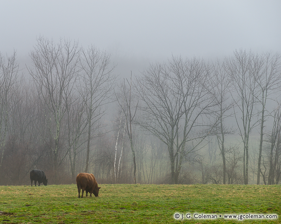 Yankee Farmlands № 60 (Cows grazing in early spring, Litchfield, Connecticut)