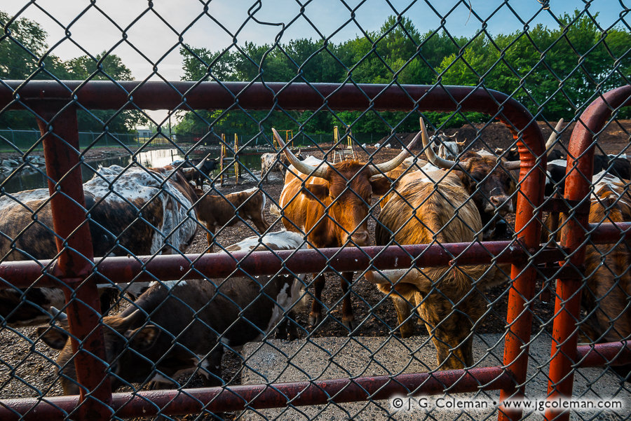 Yankee Farmlands № 72 by J. G. Coleman (Texas Longhorns on feedlot, Watertown, Connecticut)