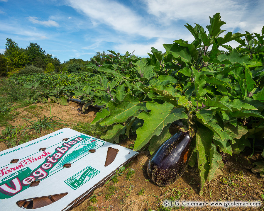 Yankee Farmlands № 84 (Field of eggplant and produce box, Bloomfield, Connecticut)